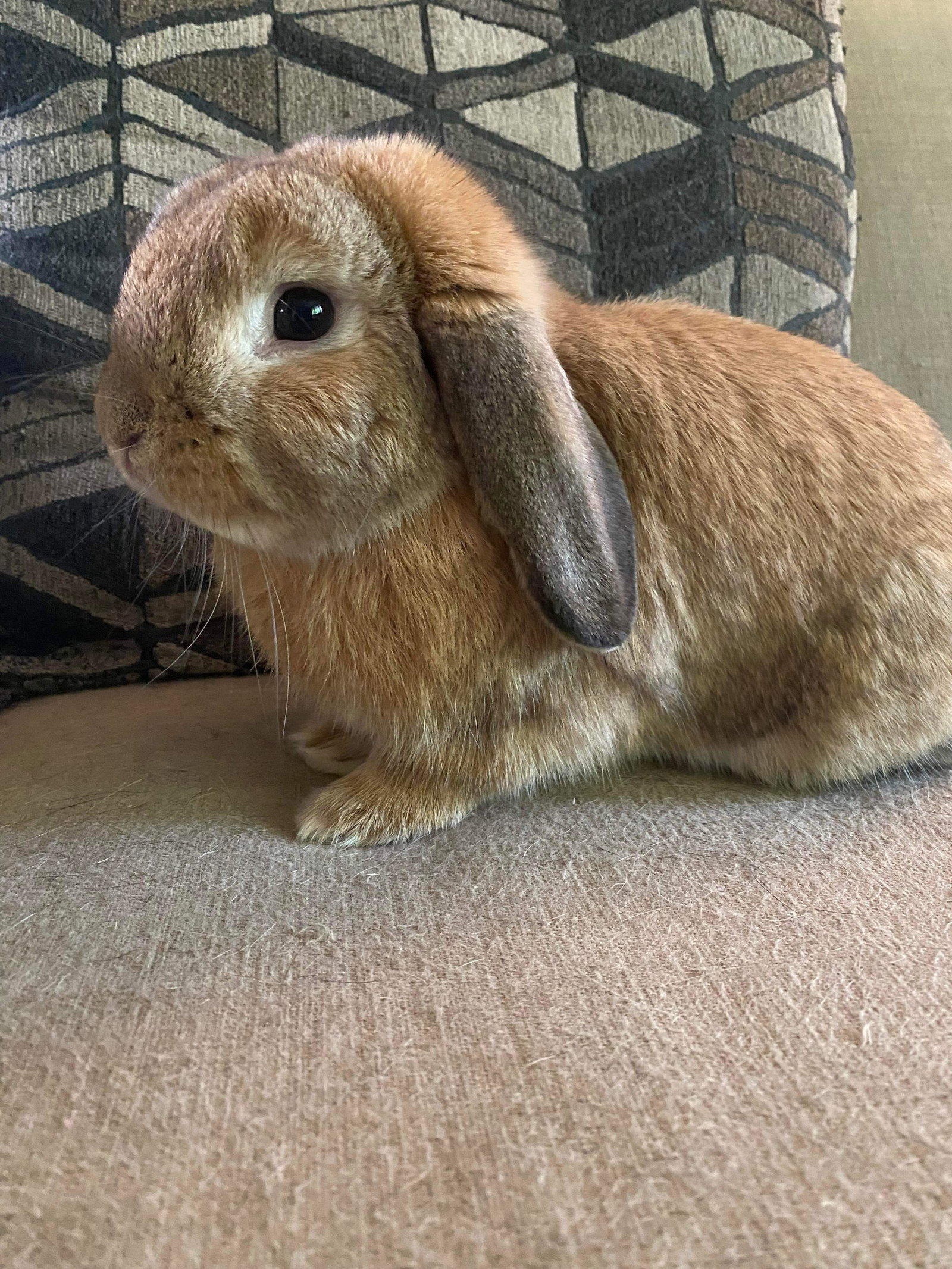 Reginald AKA "Regi", photo 6