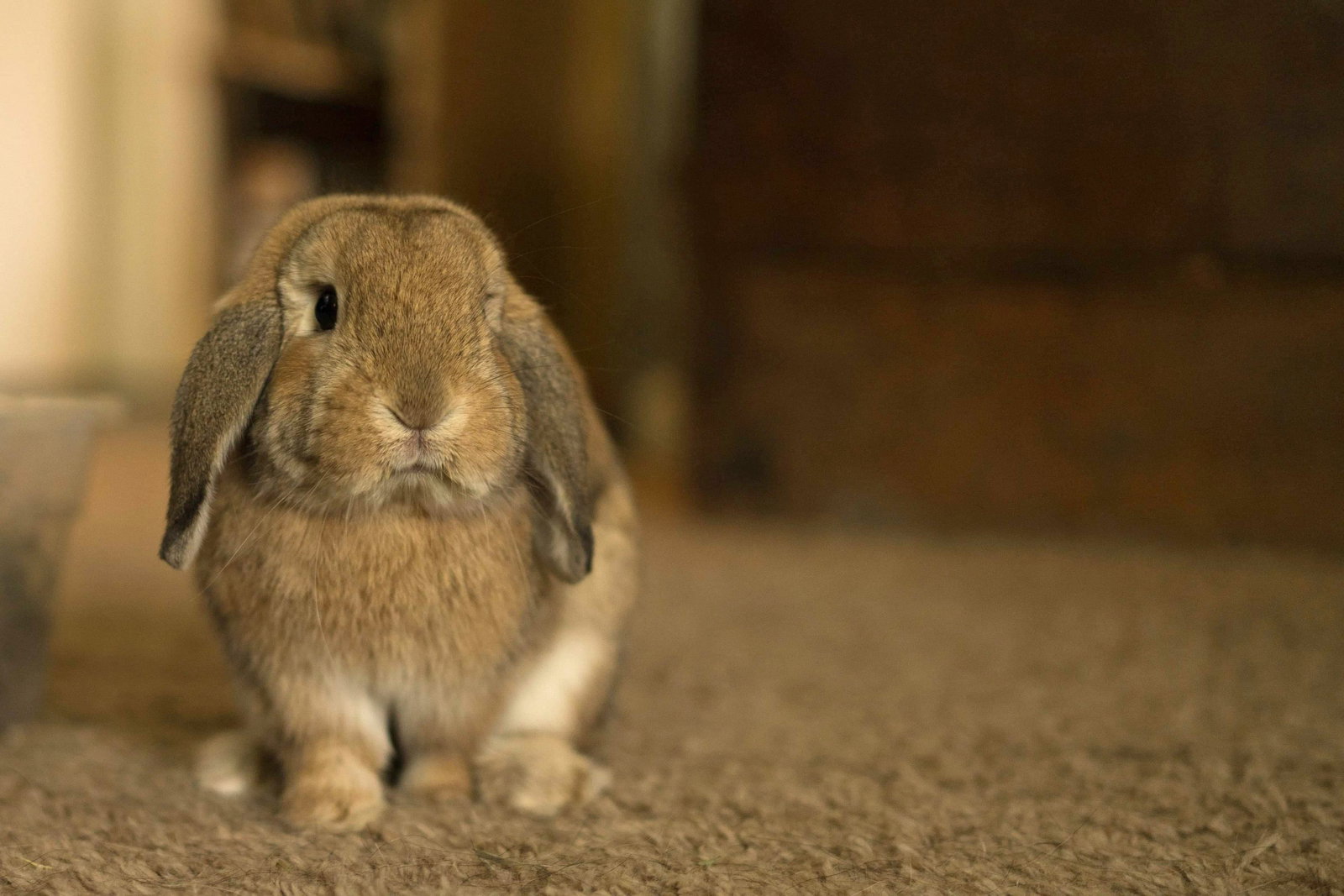 Reginald AKA "Regi", photo 3