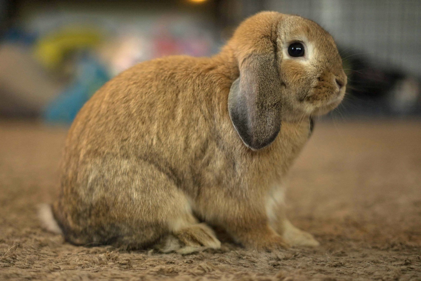 Reginald AKA "Regi", photo 9