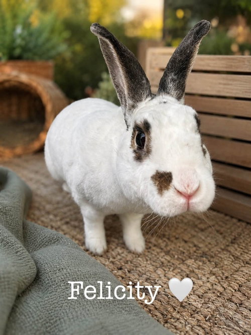 Photo 3 of Felicity