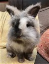 adoptable Rabbit in , MN named Lacuna