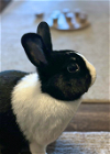 adoptable Rabbit in  named Little Miss Floofers