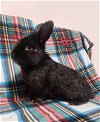 adoptable Rabbit in lakeville, MN named Tommy