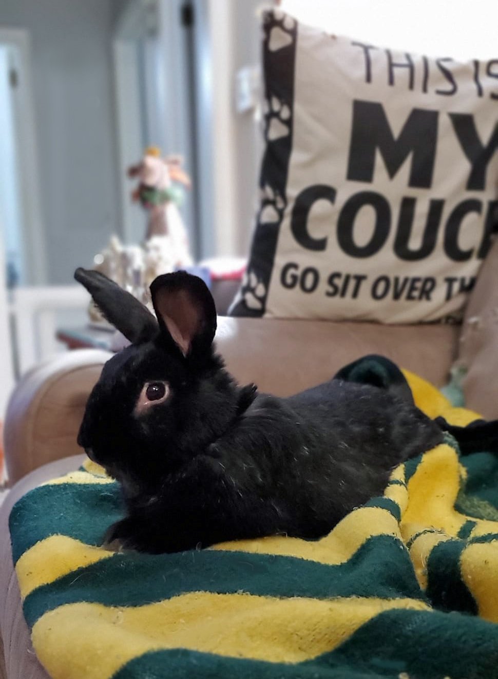 adoptable Rabbit in Lakeville, MN named Cole