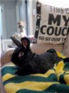 adoptable Rabbit in lakeville, MN named Cole