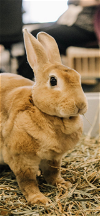 adoptable Rabbit in  named Buttercup