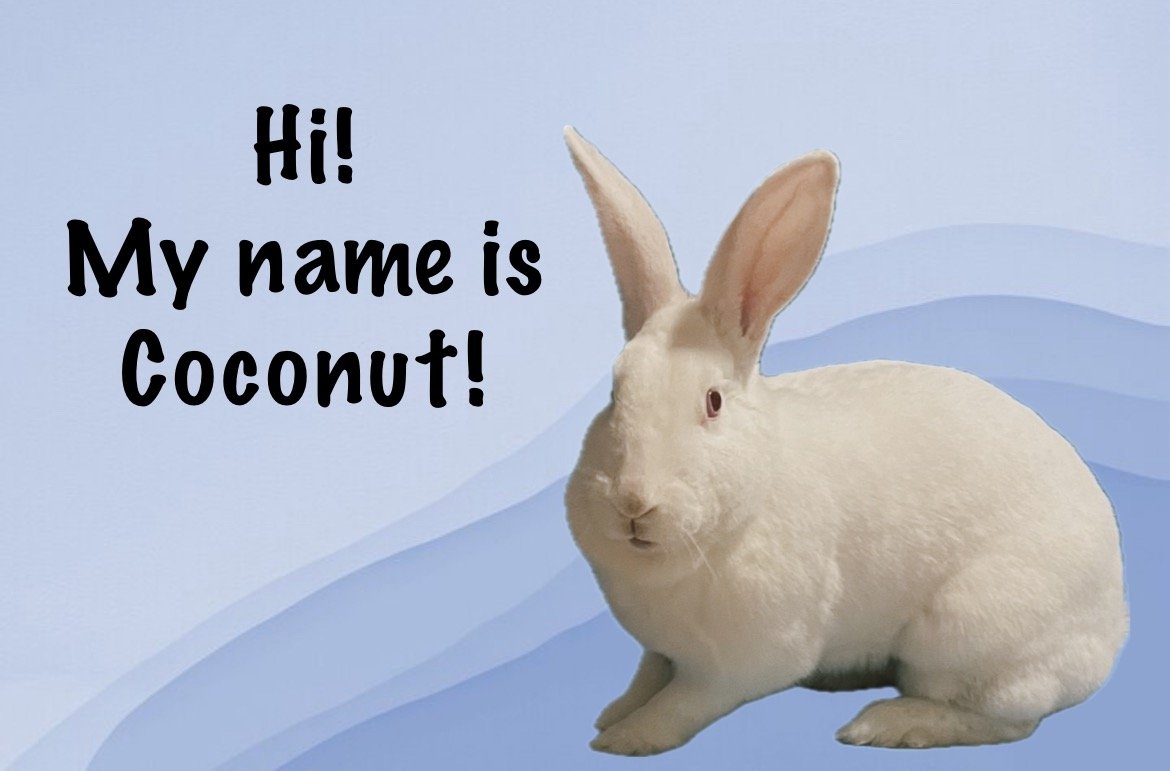 adoptable Rabbit in Lakeville, MN named Coconut