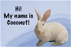 adoptable Rabbit in  named Coconut