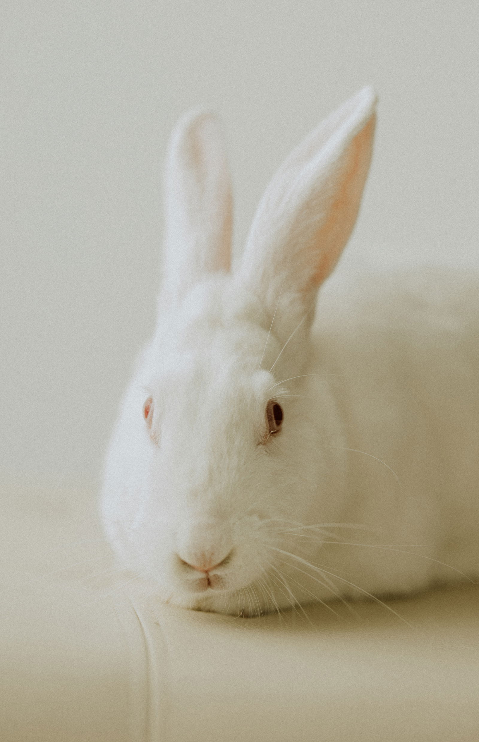 adoptable Rabbit in Lakeville, MN named Coconut