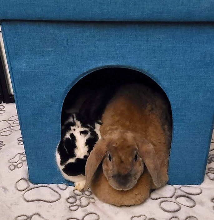 adoptable Rabbit in Lakeville, MN named Arthur