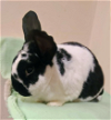 adoptable Rabbit in lakeville, MN named Trillium