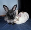 adoptable Rabbit in  named Bubbles