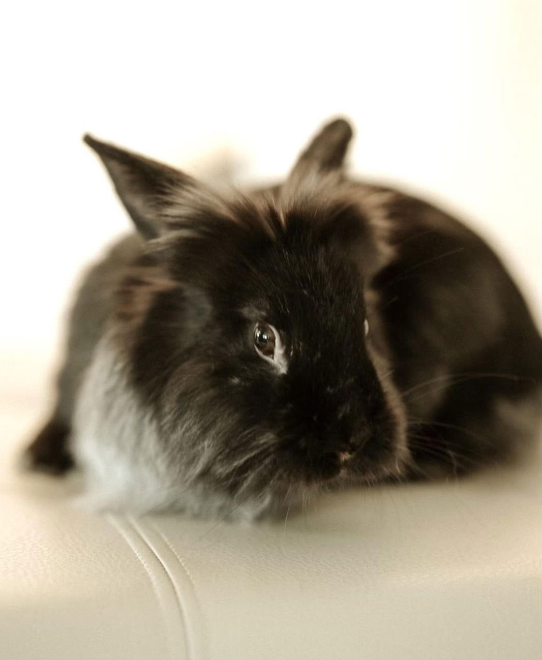 adoptable Rabbit in Lakeville, MN named Mookie