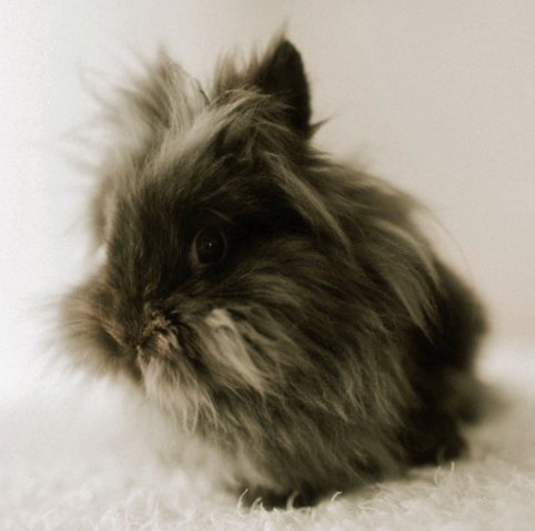 adoptable Rabbit in Lakeville, MN named Bernadette