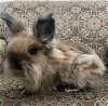 adoptable Rabbit in lakeville, MN named Edna