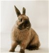 adoptable Rabbit in lakeville, MN named Goldie