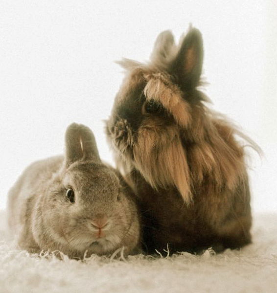 adoptable Rabbit in Lakeville, MN named Gritty