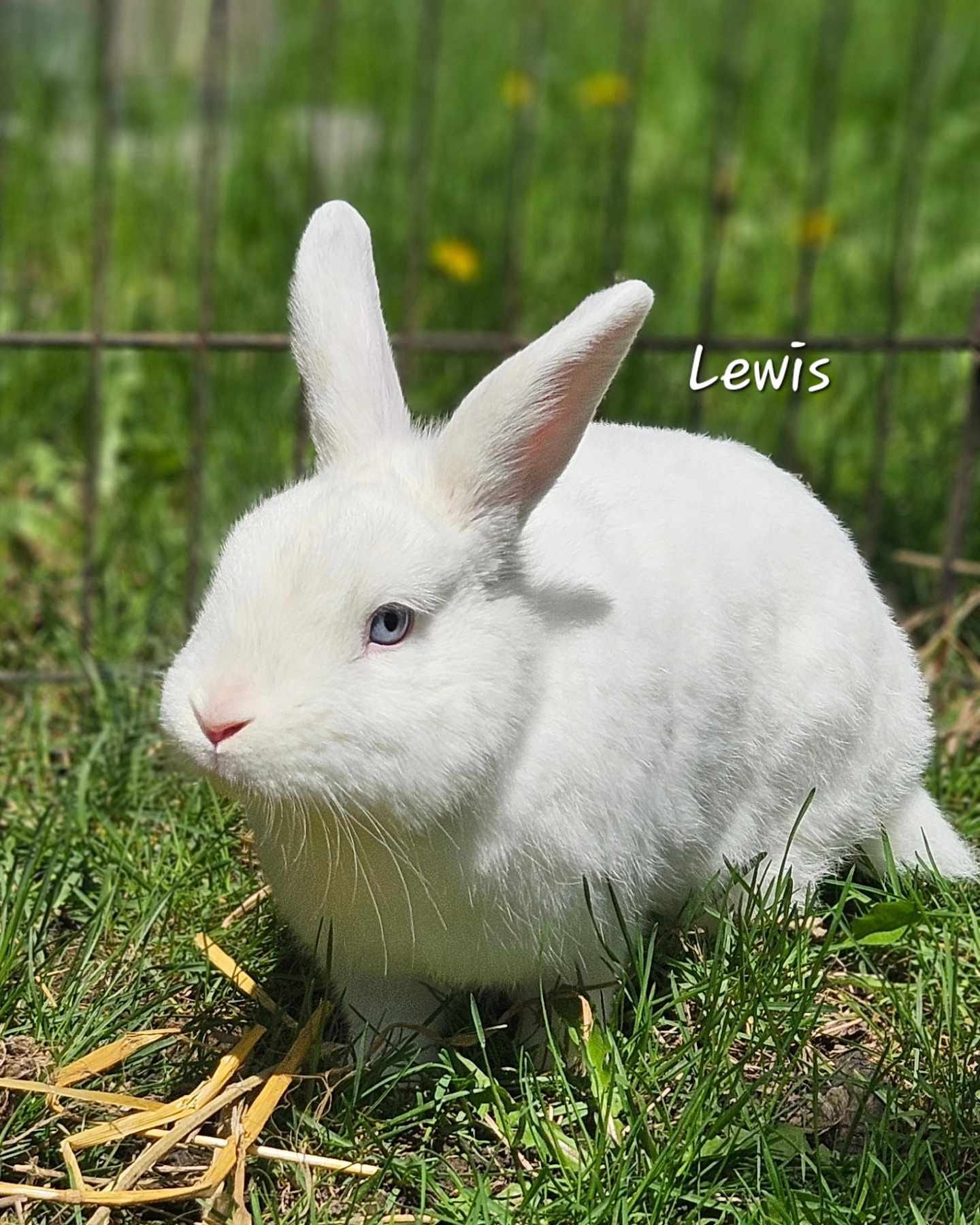 adoptable Rabbit in Lakeville, MN named Lewis