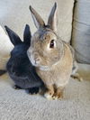 adoptable Rabbit in  named Aerial