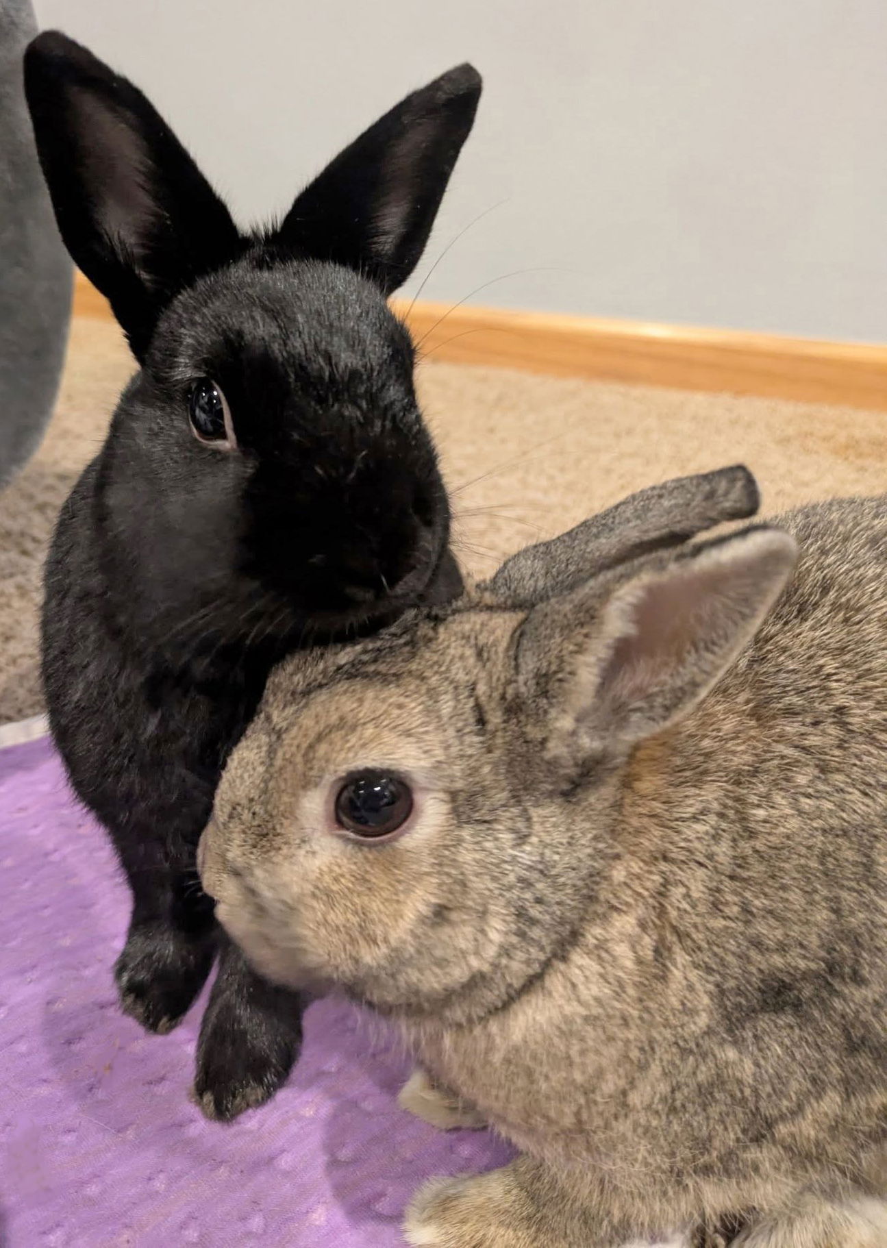 adoptable Rabbit in Lakeville, MN named Ursula