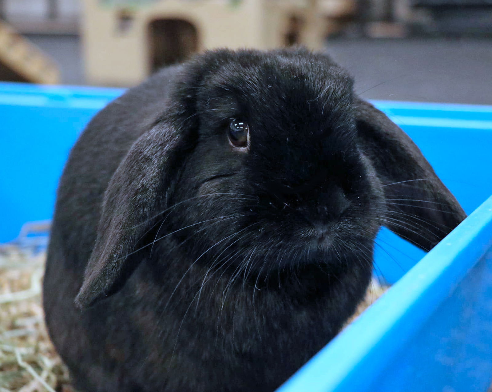 adoptable Rabbit in Lakeville, MN named Sebastiana