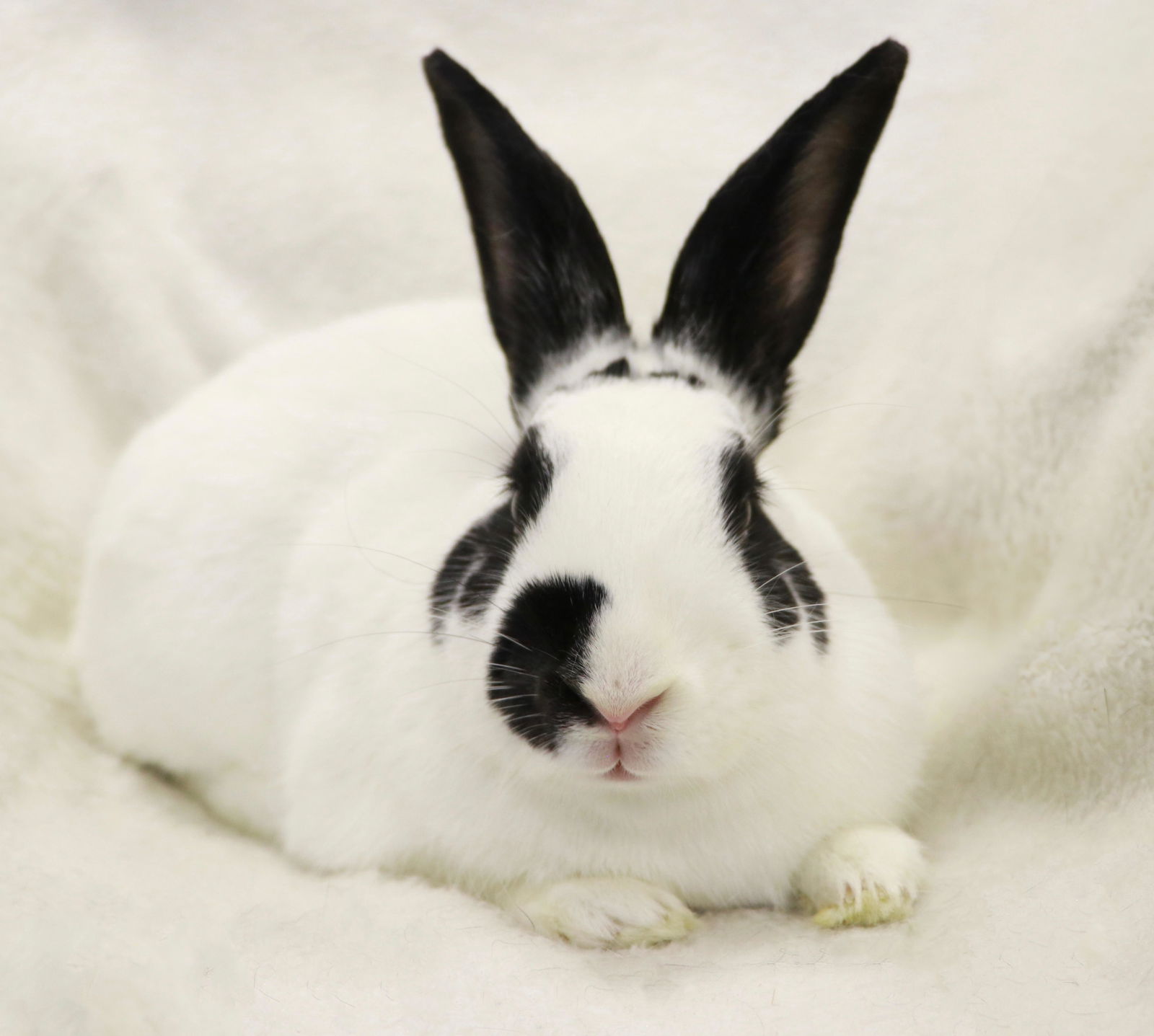 adoptable Rabbit in Lakeville, MN named Sunny