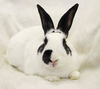 adoptable Rabbit in lakeville, MN named Sunny