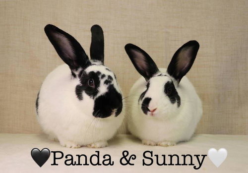 Sunny, a rabbit for adoption from Rabbit Rescue of MN