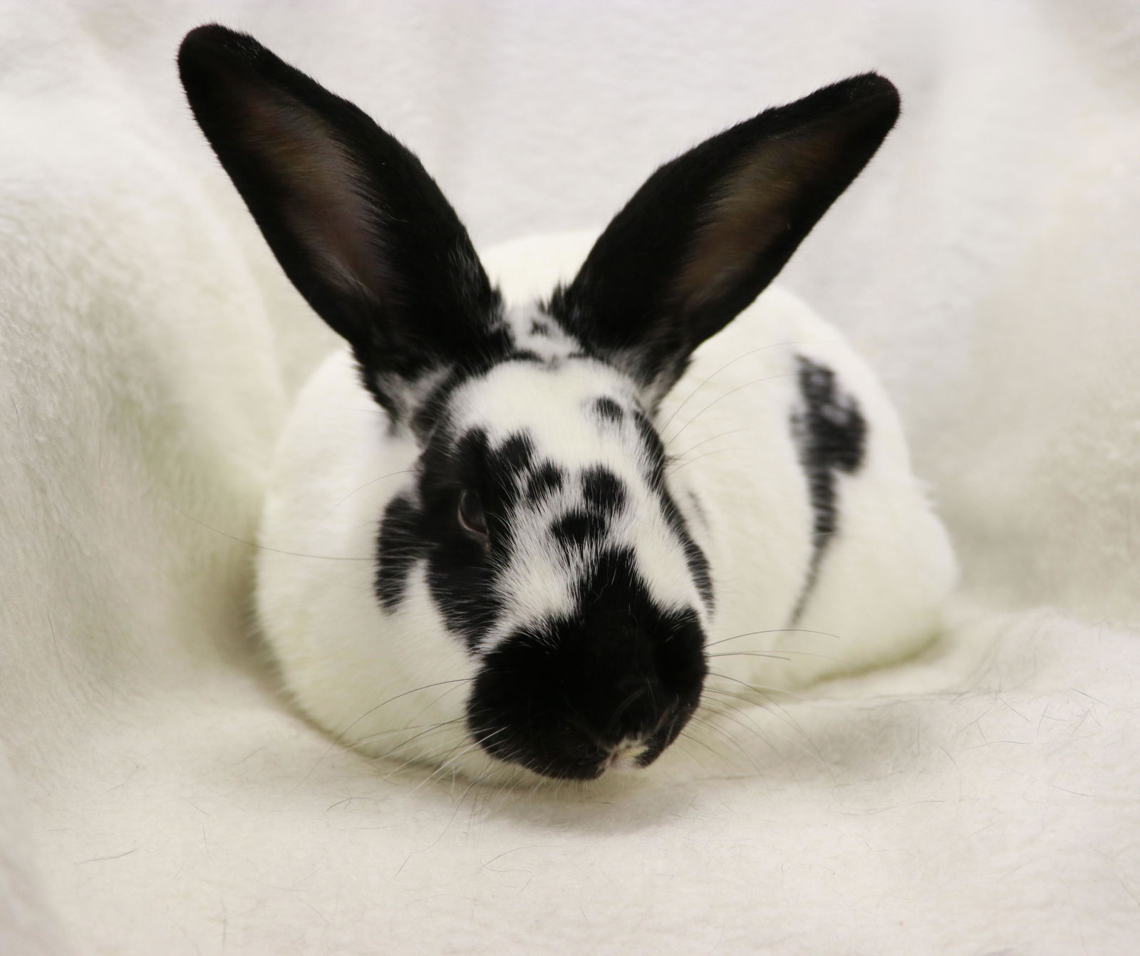 adoptable Rabbit in Lakeville, MN named Panda