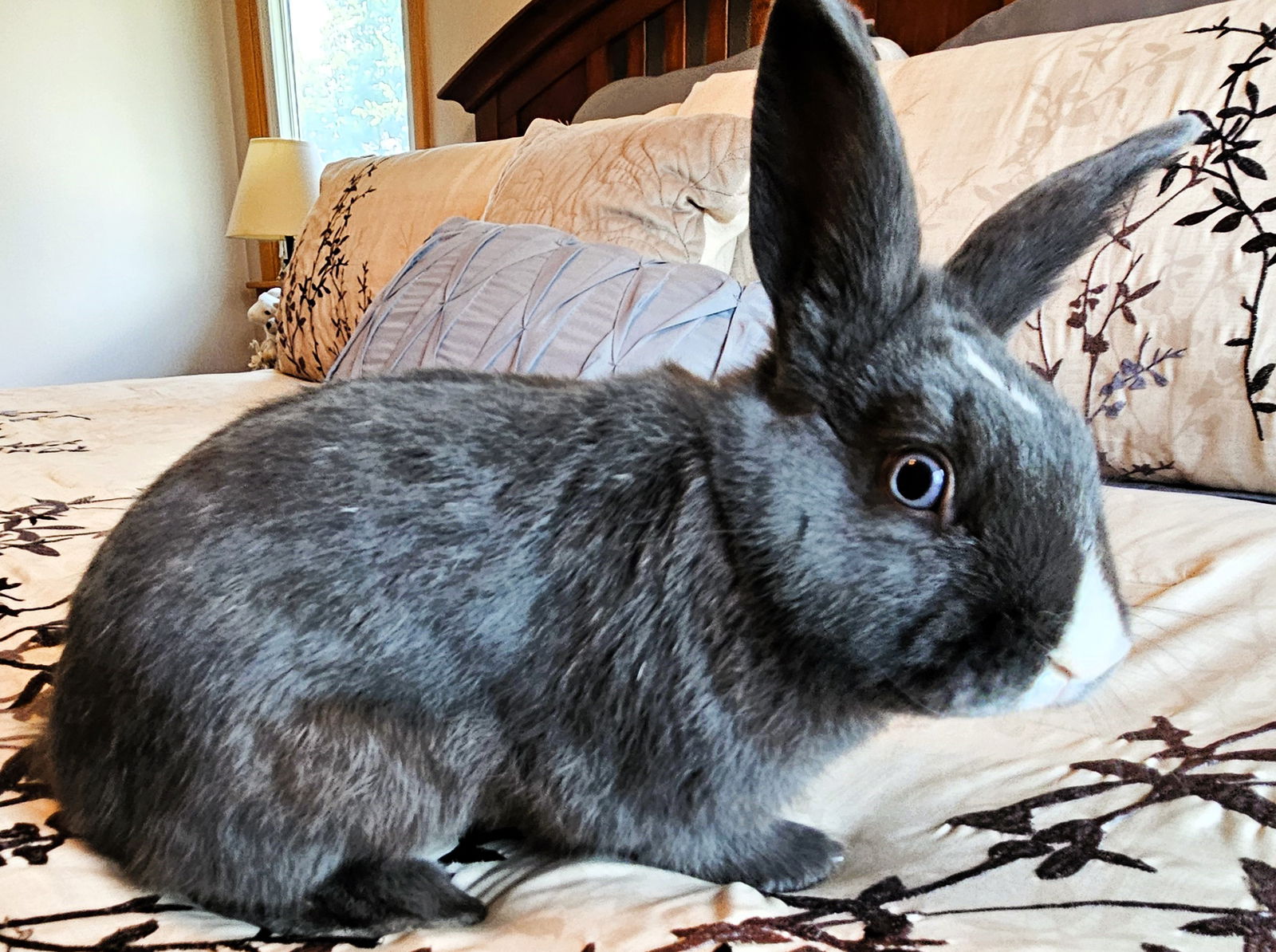 adoptable Rabbit in Lakeville, MN named Jacksen