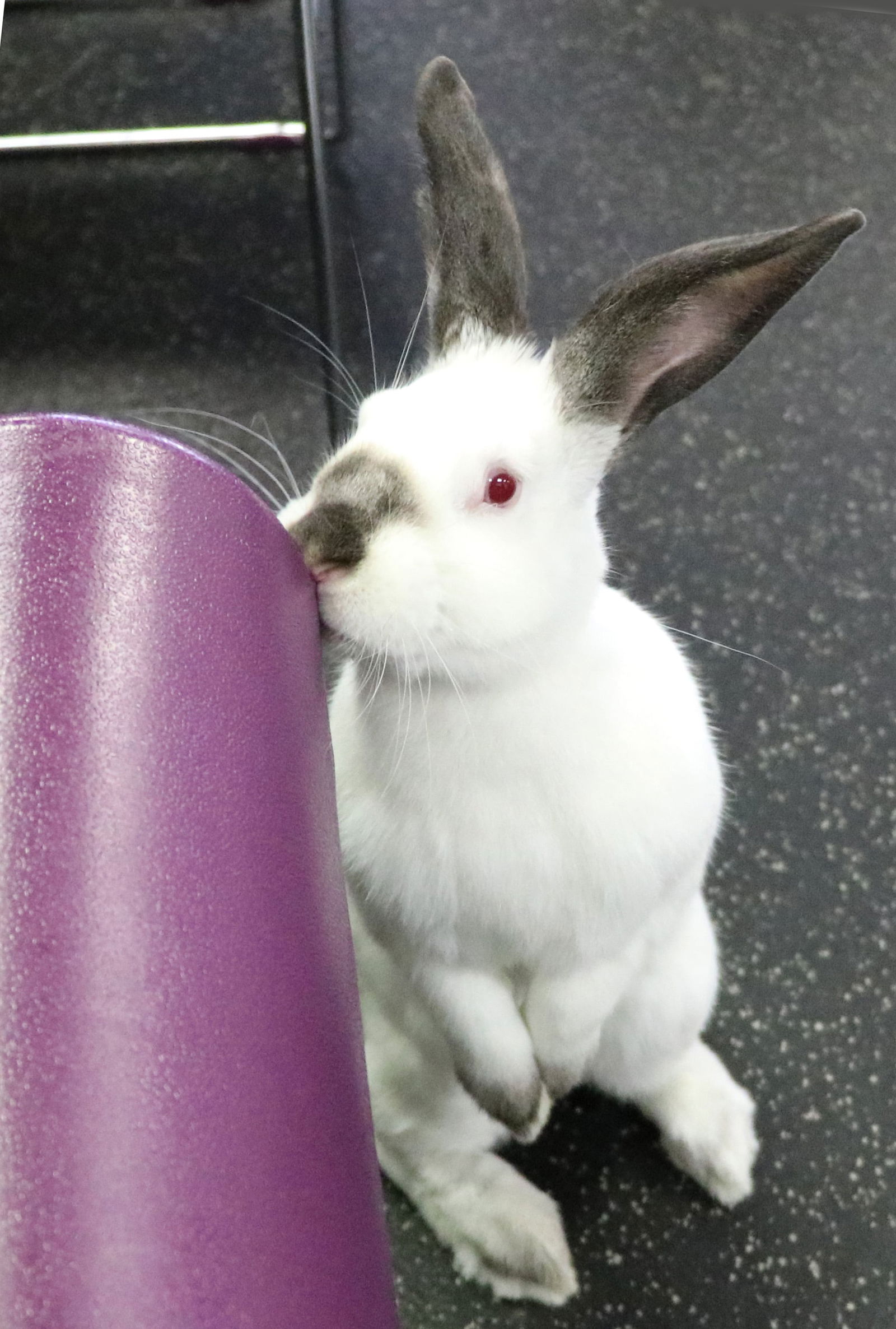 adoptable Rabbit in Lakeville, MN named Francis