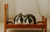 adoptable Rabbit in  named Loona