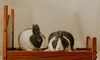 adoptable Rabbit in  named Nibbles