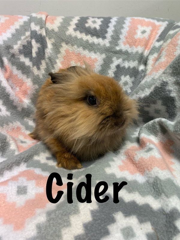 Cider