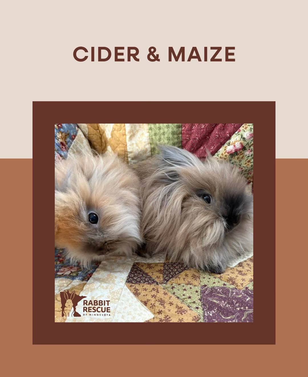 adoptable Rabbit in Lakeville, MN named Maize