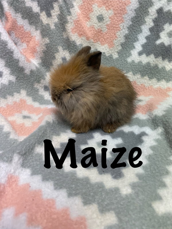 Maize