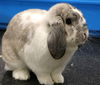adoptable Rabbit in lakeville, MN named Gandalf