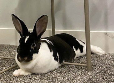 adoptable Rabbit in Lakeville, MN named Lil Mama (Little Momma)