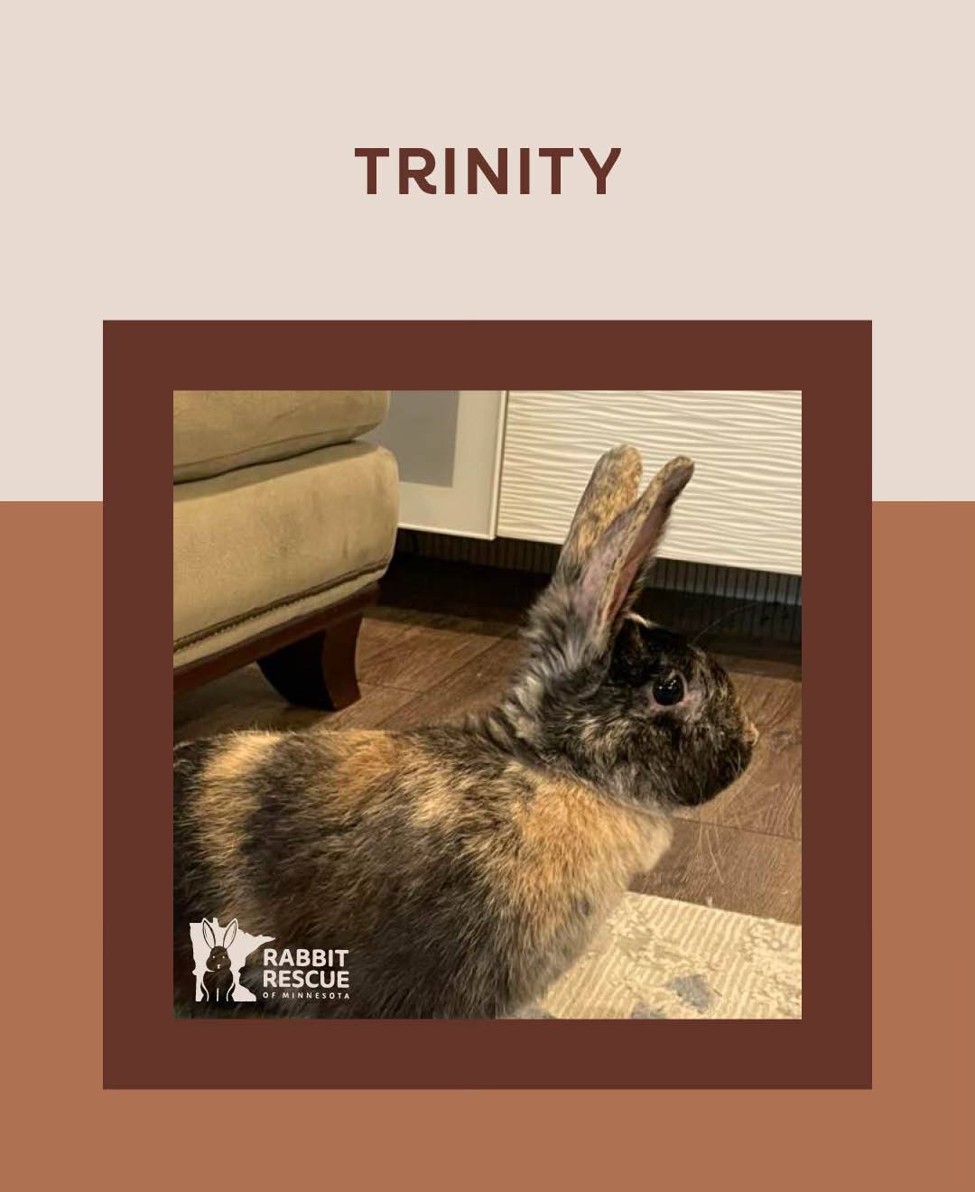 adoptable Rabbit in Lakeville, MN named Trinity