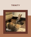 adoptable Rabbit in lakeville, MN named Trinity