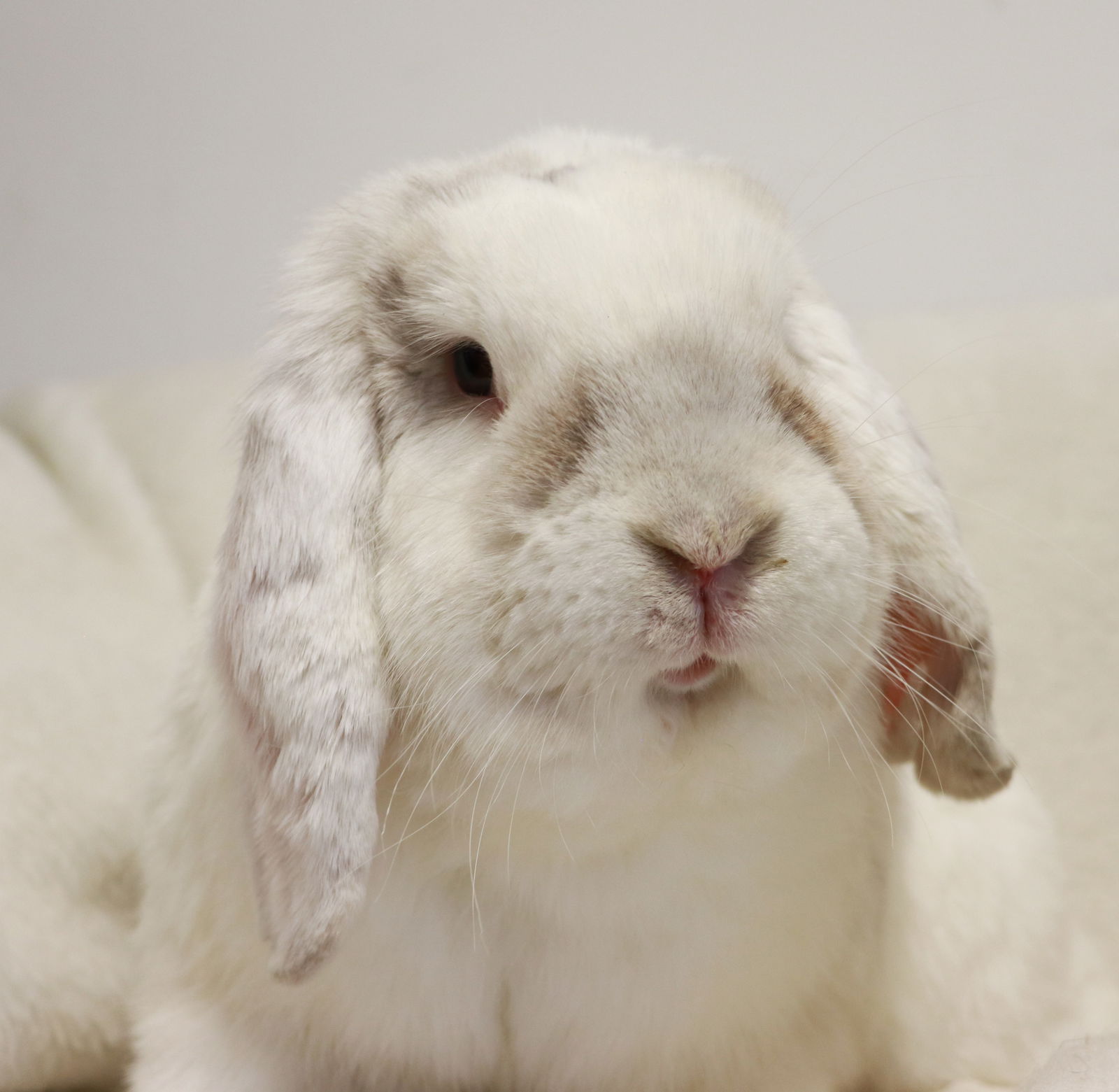 adoptable Rabbit in Lakeville, MN named Brutus