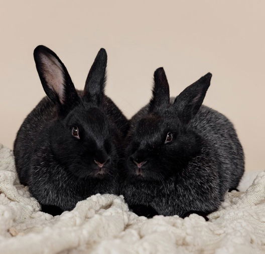 adoptable Rabbit in Lakeville, MN named Momo