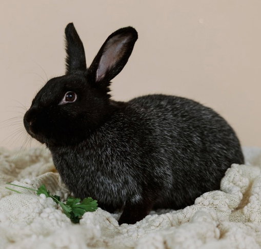Mochi, photo 3