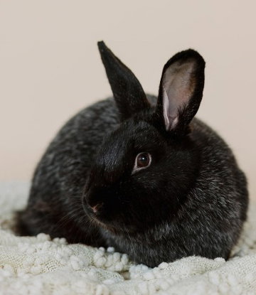 Photo 4 of Mochi