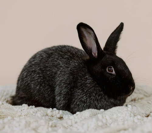 Photo 5 of Mochi