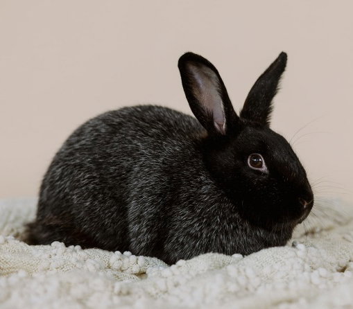 Mochi