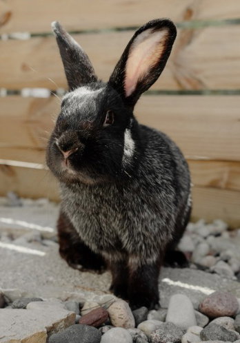 Photo 2 of Mochi