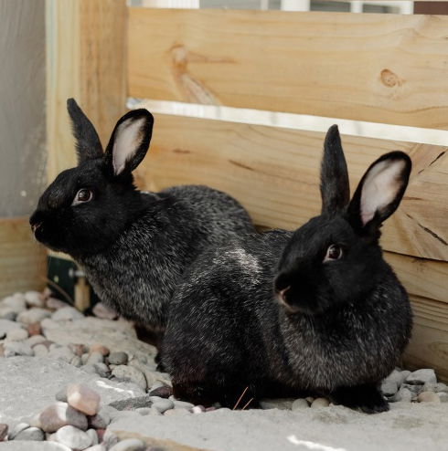 adoptable Rabbit in Lakeville, MN named Mochi