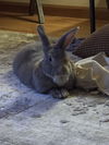 adoptable Rabbit in  named Arnold