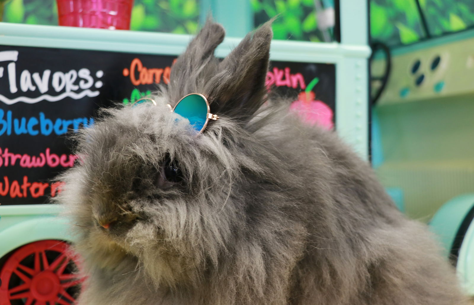 adoptable Rabbit in Lakeville, MN named Sherlock